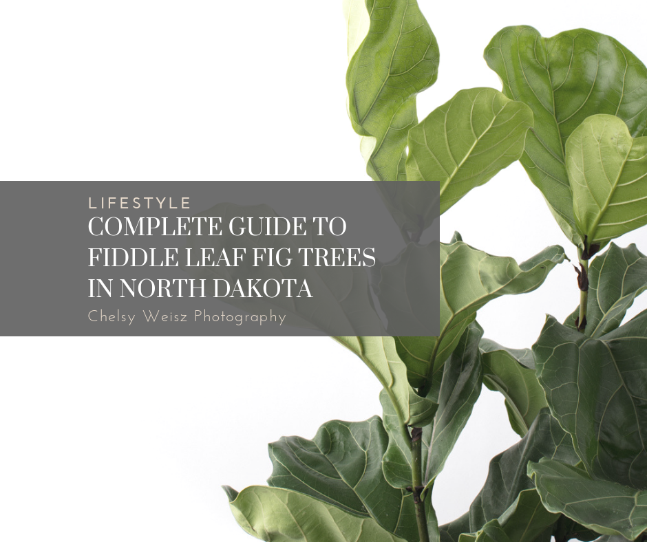 Complete Guide to growing fiddle leaf fig trees in North Dakota